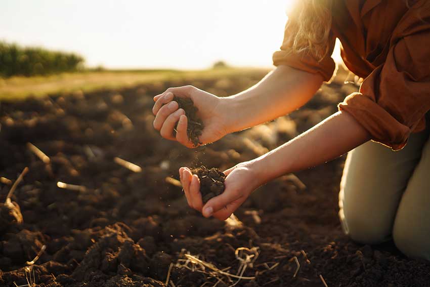 quality-soil-supplier